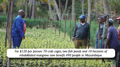 Technicians involved in a mangrove nursery in Mozambique: Photograph courtesy of UNDP-UNEP Poverty-Environment (PEI) Initiative.